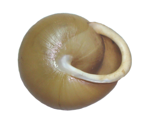 VA_LandSnails